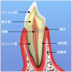 歯周病って？